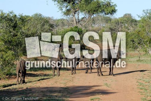 Afrikanischer Büffel (16 von 102).jpg